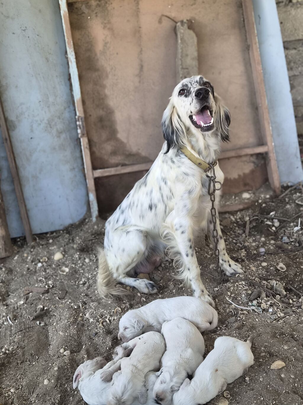 İngilis Setter balaları - Cins: İngilis Setter (ov/ailə iti tipli) - — Heyvanlar, Astara (2)
