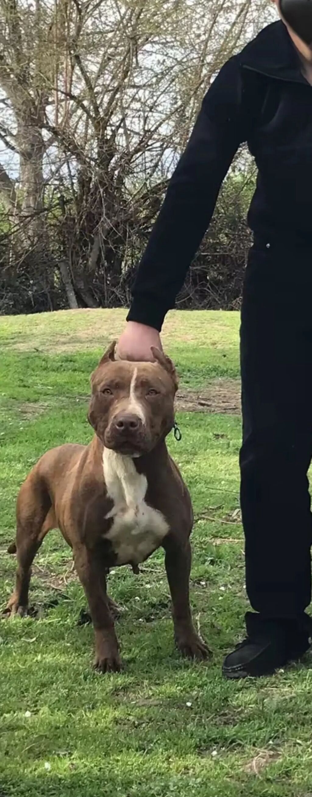 Pitbul, Dişi, Peyvəndli, Ünvandan götürmə — Heyvanlar, Ağstafa (2)
