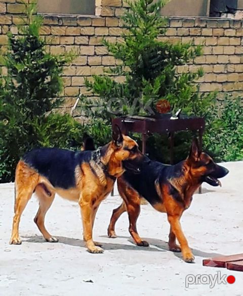 Alman çoban iti — Bakı