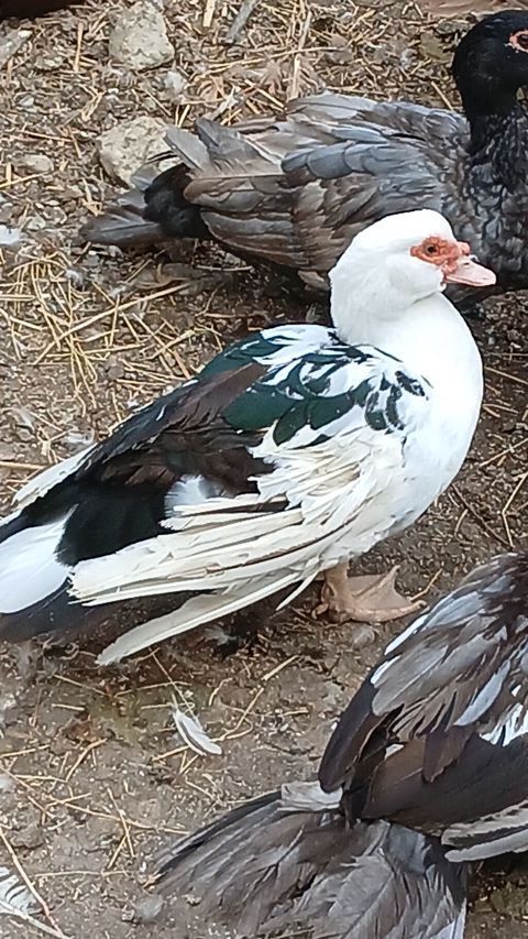 Muscovy (Indoördə) ördəkləri – müxtəlif rəng çalarlarında. - Cins