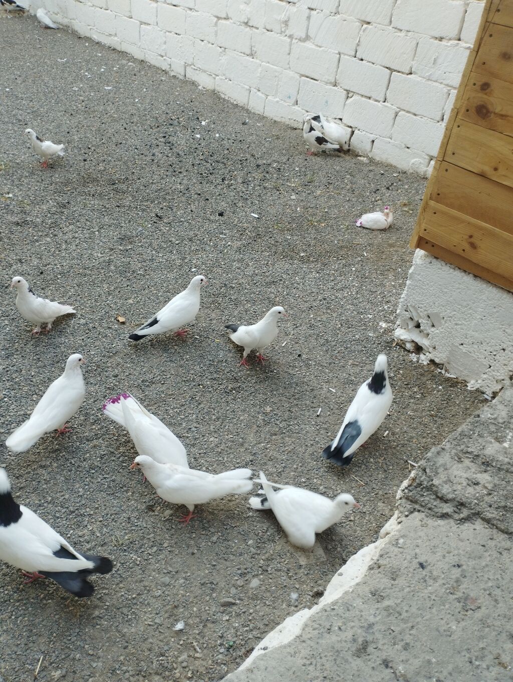 Hoptum satilir 1ededi 15 aznden icinde deste boynugulluler ucanlar — Quşlar, Saray (8)