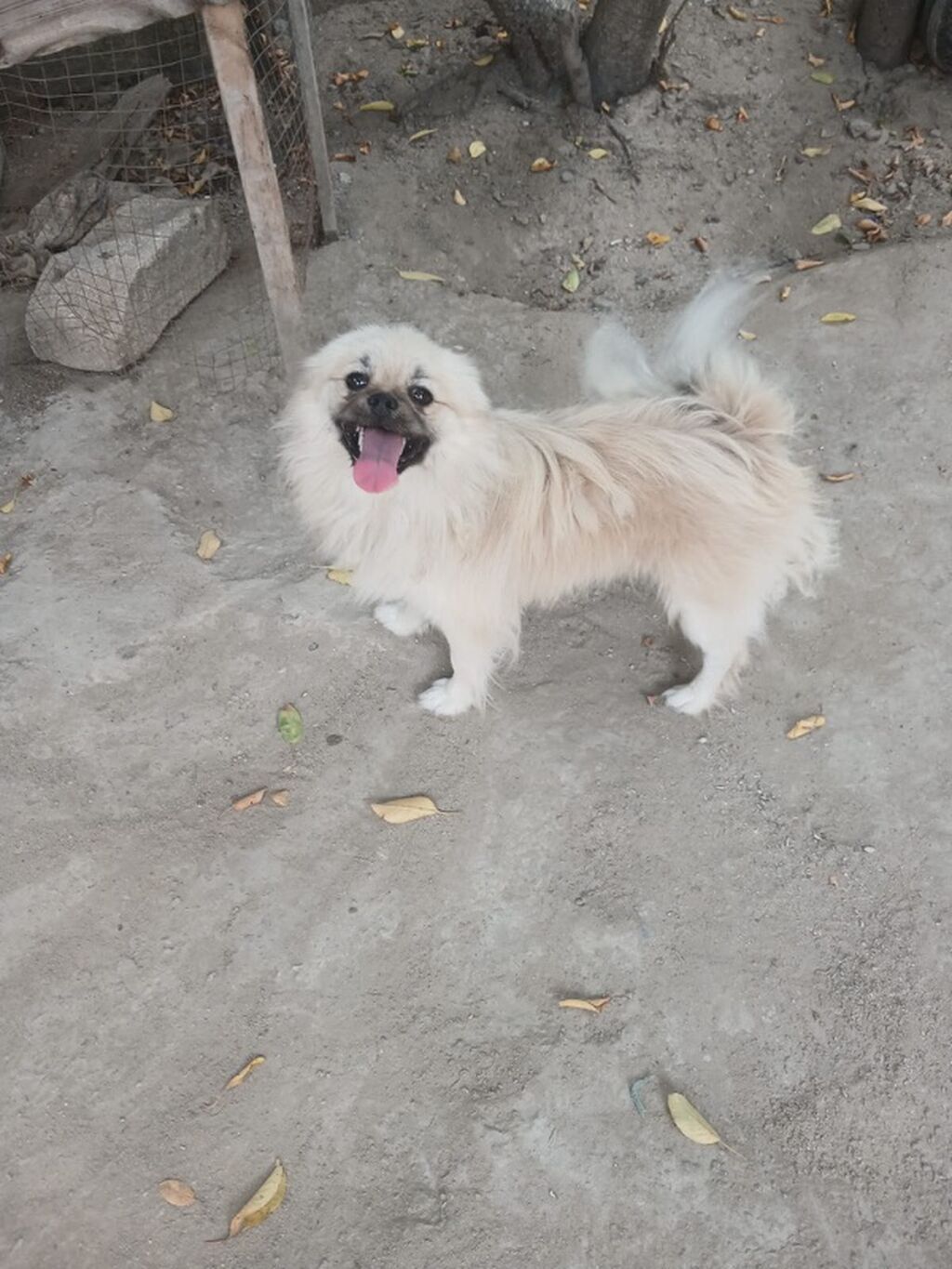Pekines — Heyvanlar, Digah (2)