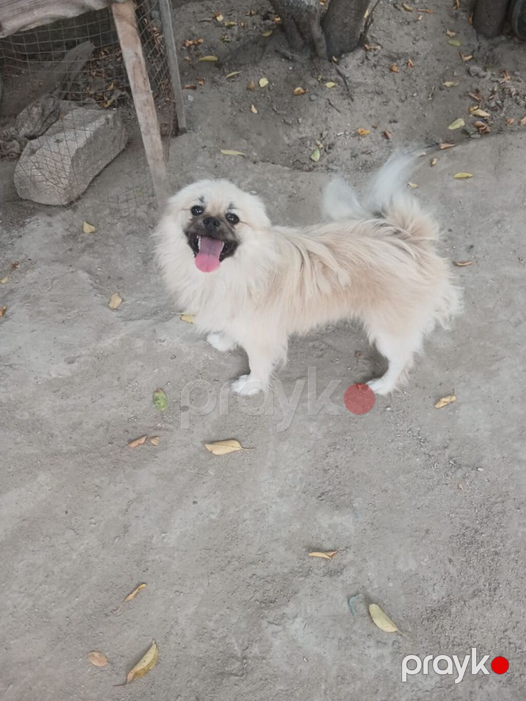 Pekines — Heyvanlar, Digah (2)