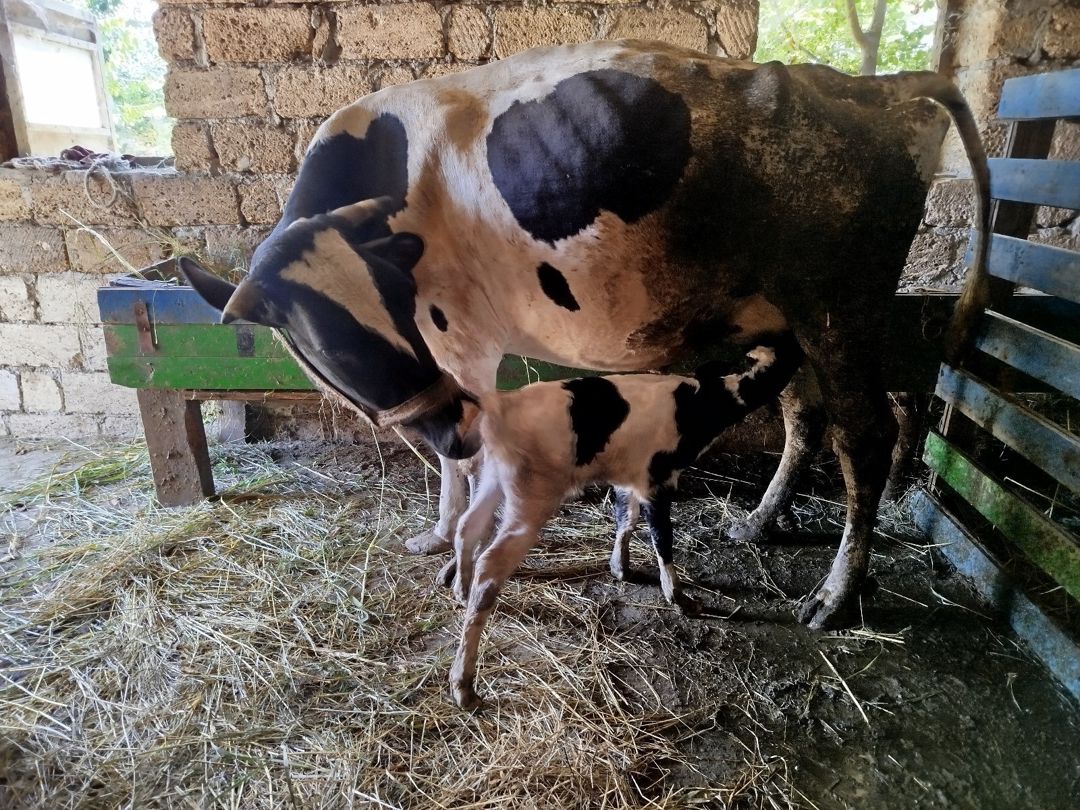 Kənd təsərrüfatı inəyi — 2 əvvəlki doğum, bala dişi, 1 ay — Kənd təsərrüfatı heyvanları, Quba (2)