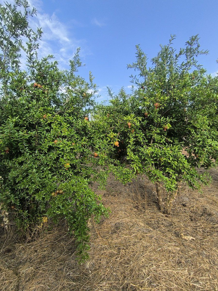 Satılır torpaq 2 sot — Torpaq, Bakı (4)