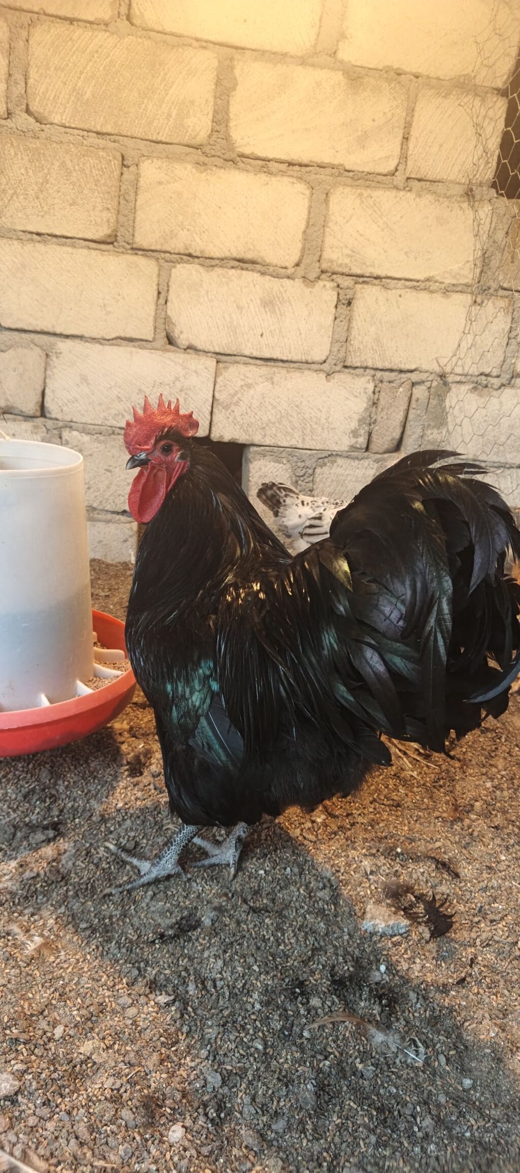 Orjinal uzunquyruq avstralop cücə və yumurtası — Heyvanlar, Gəncə (4)