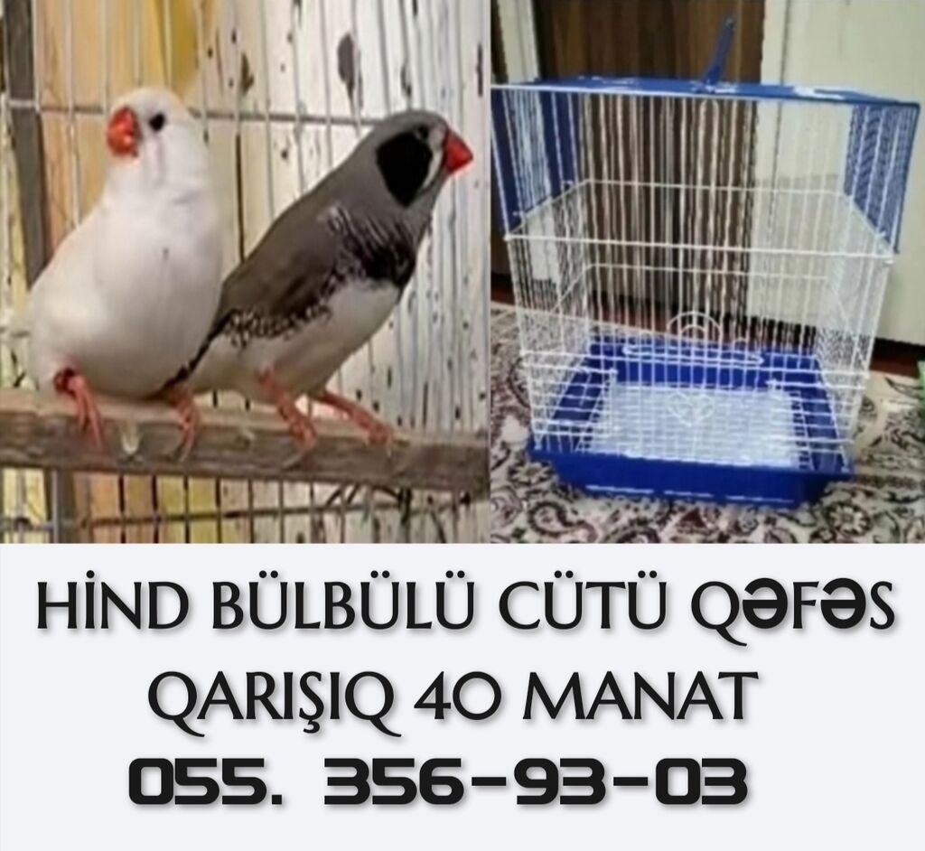 Tutuquşu hazır bala verən amadinlər CÜTÜ QƏFƏS QARIŞIQ 40 MANAT ÜNVAN