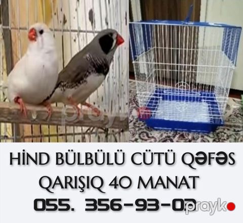 Tutuquşu hazır bala verən amadinlər CÜTÜ QƏFƏS QARIŞIQ 40 MANAT ÜNVAN — Bakı