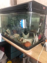 Akvarium və balıqlar — Аквариумы и рыбы