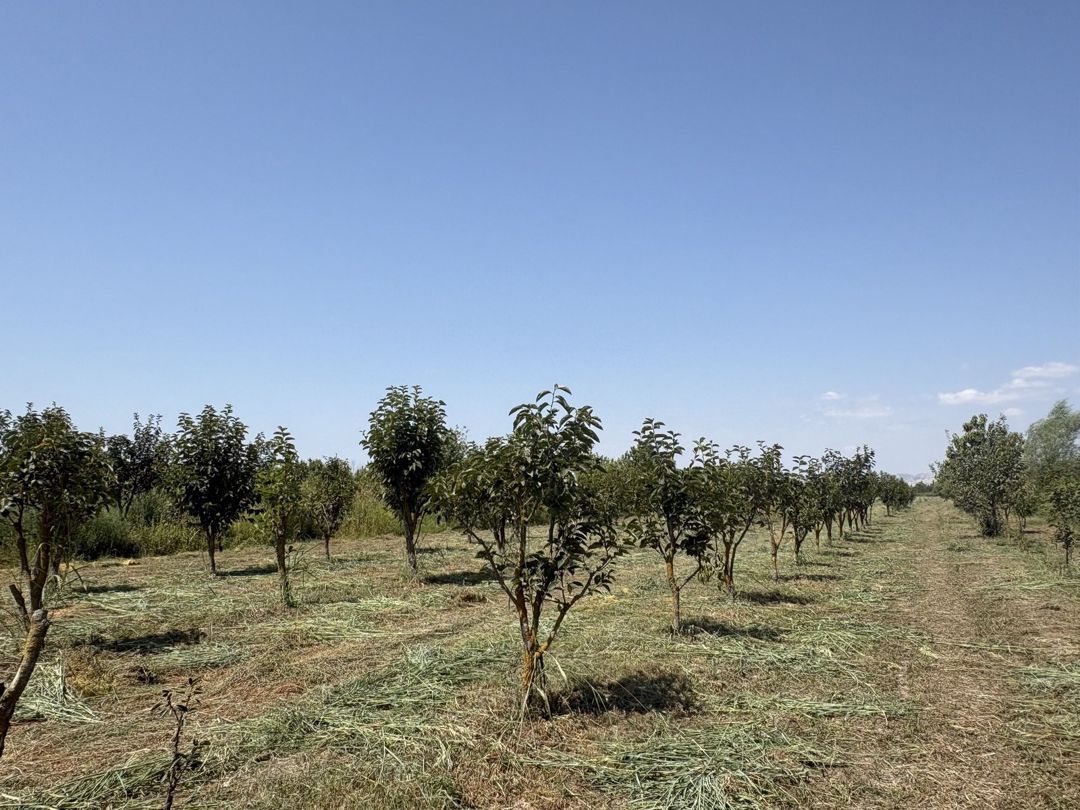 170 sot torpaq sahəsi, Göyçay r. — Torpaq, Göyçay (4)