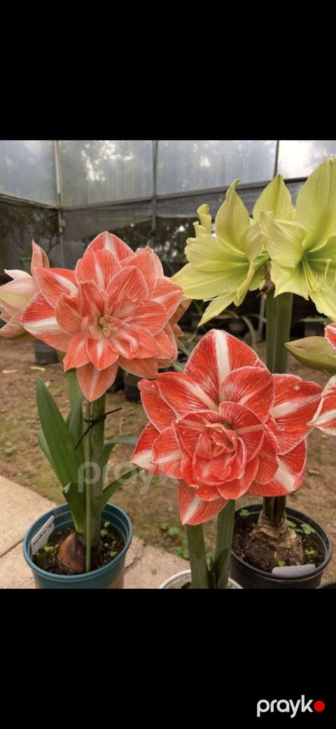Hippeastrum (Amarillis) soğanlı dekorativ çiçəklər – bir neçə rəng və — Bakı