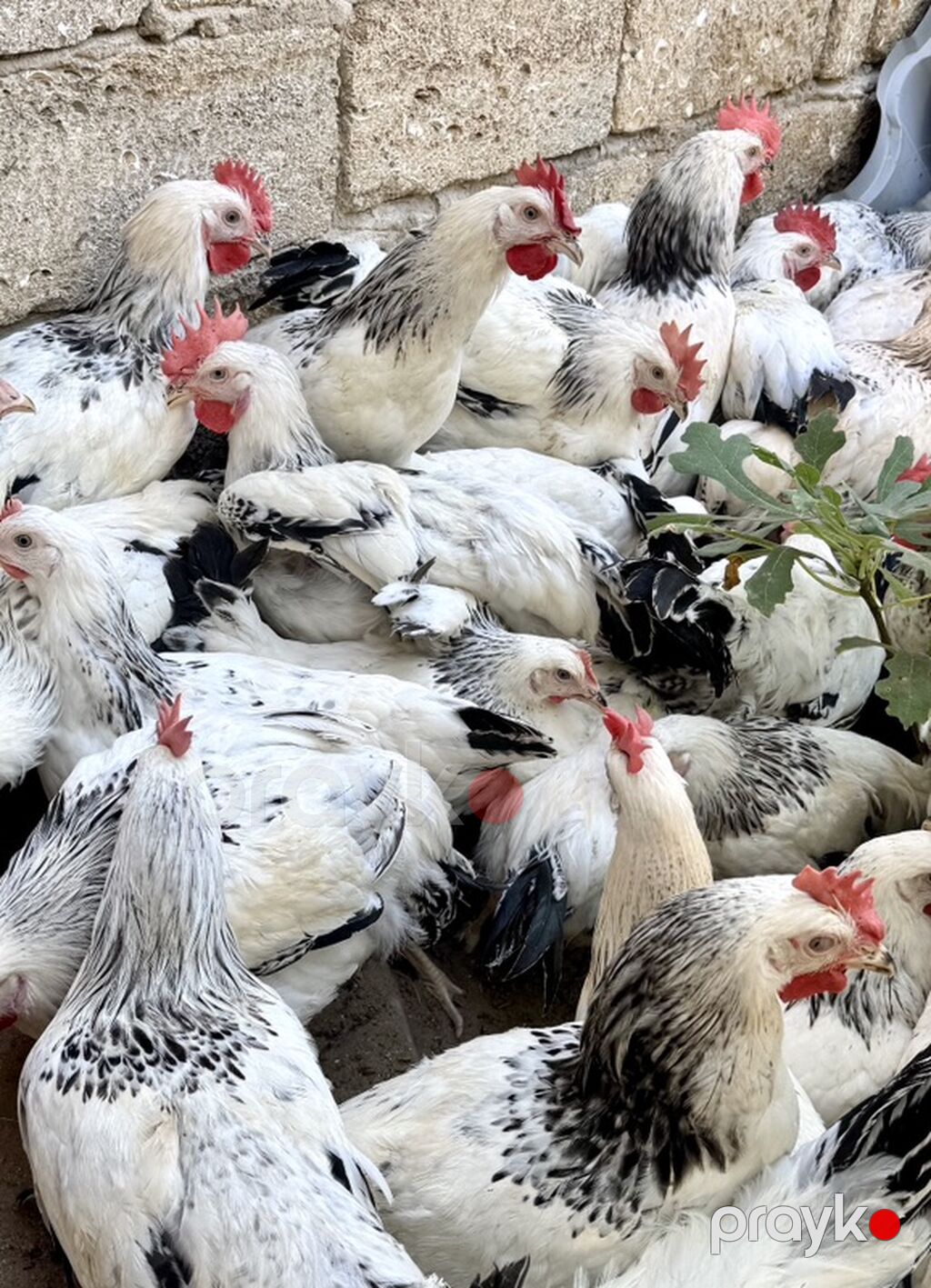 5 Ay Yarımlıq Xoruzlar. 30 Ədəd 5 Ay 10 Günlük Fərələr. Fərələr — Heyvanlar, Digah (6)