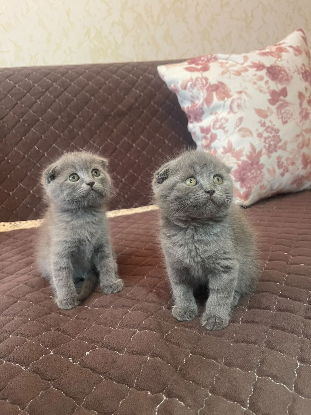 British / Scottish Fold pişikləri — 2-3 aylıq boz balanlar — Şotlandiyalı, Bakı (7)