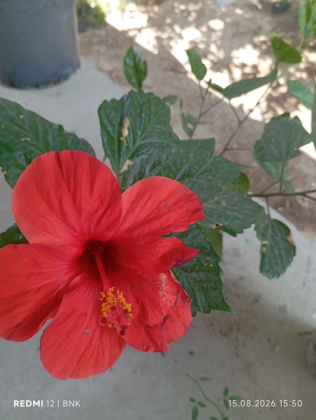 Qırmızı hibiskus (Hibiscus rosa‑sinensis) saksı bitkisi - Rəng