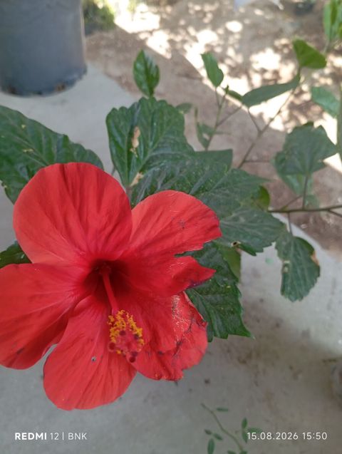 Qırmızı hibiskus (Hibiscus rosa‑sinensis) saksı bitkisi - Rəng