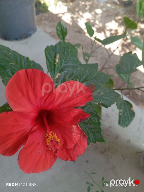 Qırmızı hibiskus (Hibiscus rosa‑sinensis) saksı bitkisi - Rəng