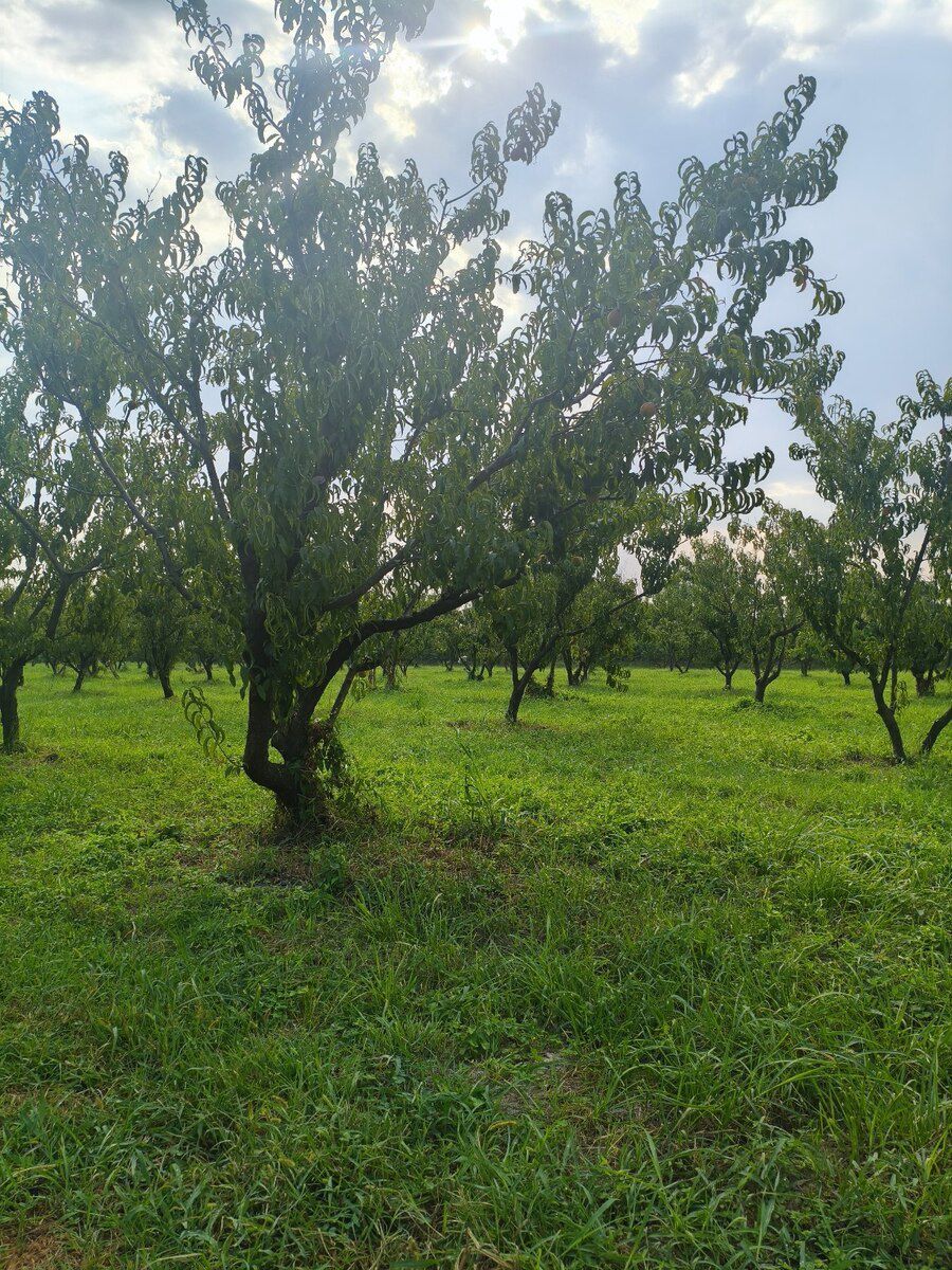 156 sot torpaq sahəsi, Xaçmaz r. — Torpaq, Xaçmaz