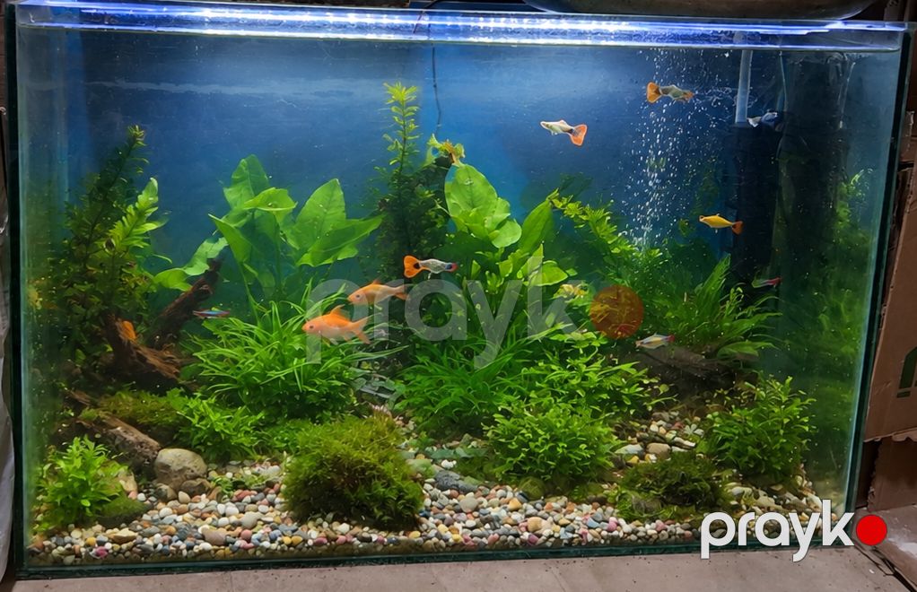 Tam quraşdırılmış akvarium — 95×61,5 sm, bitki və dekorla birlikdə — Akvariumlar və balıqlar, Samux
