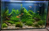 Tam quraşdırılmış akvarium — 95×61,5 sm, bitki və dekorla birlikdə — Аквариумы и рыбы