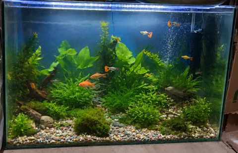 Tam quraşdırılmış akvarium — 95×61,5 sm, bitki və dekorla birlikdə