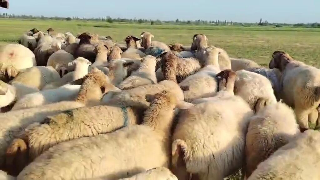 Dişi, il: 1, Damazlıq, Pulsuz çatdırılma — Heyvanlar, Yevlax (7)