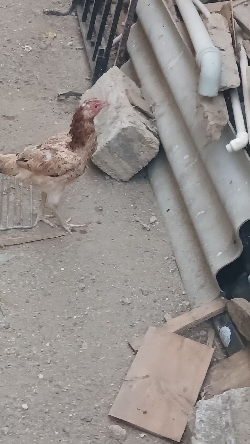 Toyuq cücələri, Damazlıq — Heyvanlar, Digah (2)