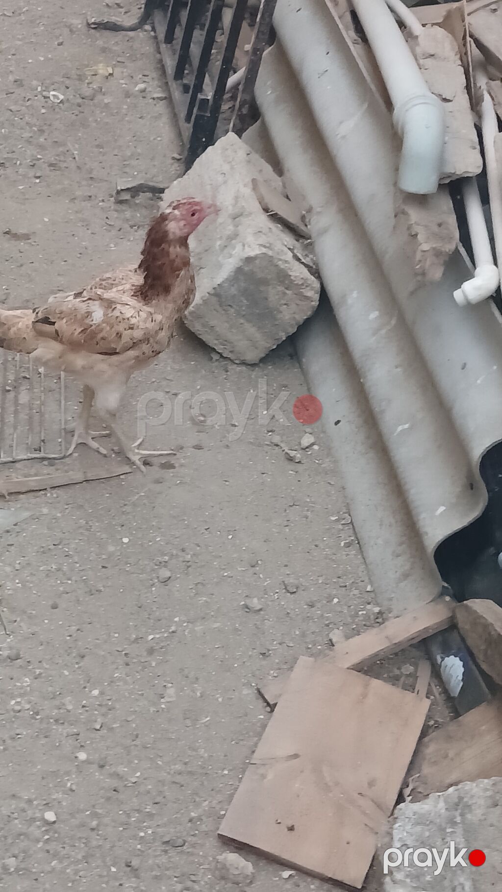 Toyuq cücələri, Damazlıq — Heyvanlar, Digah (2)