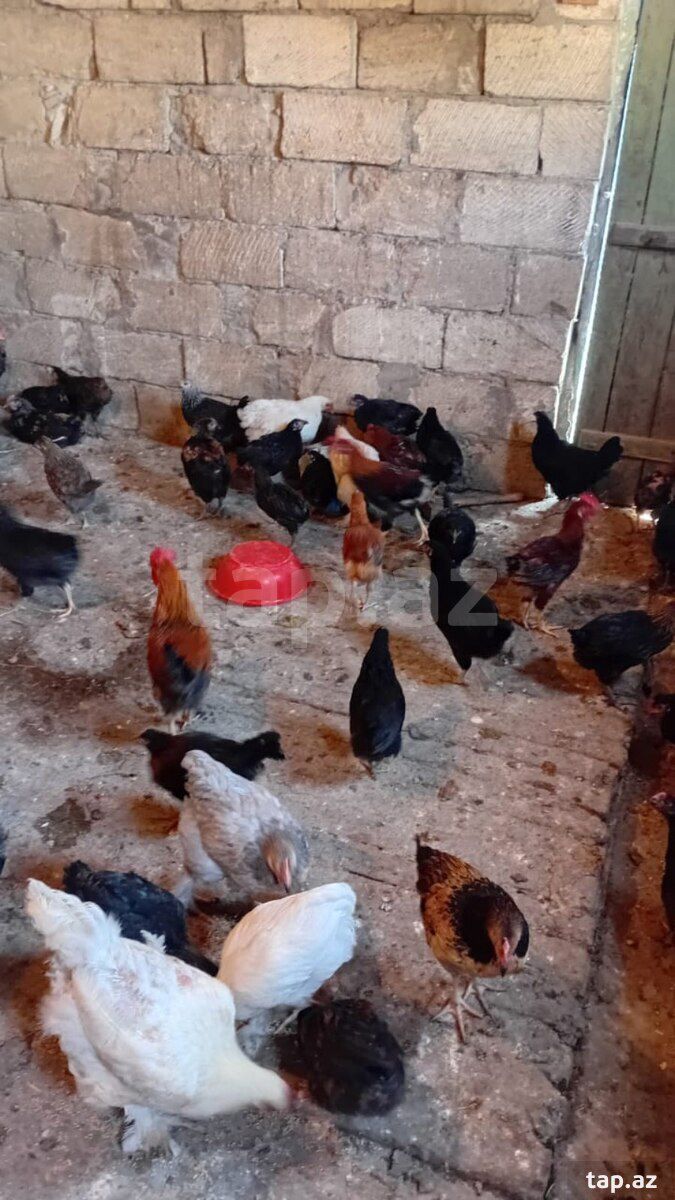 Kənd çolpaları — Quşlar, Sumqayıt