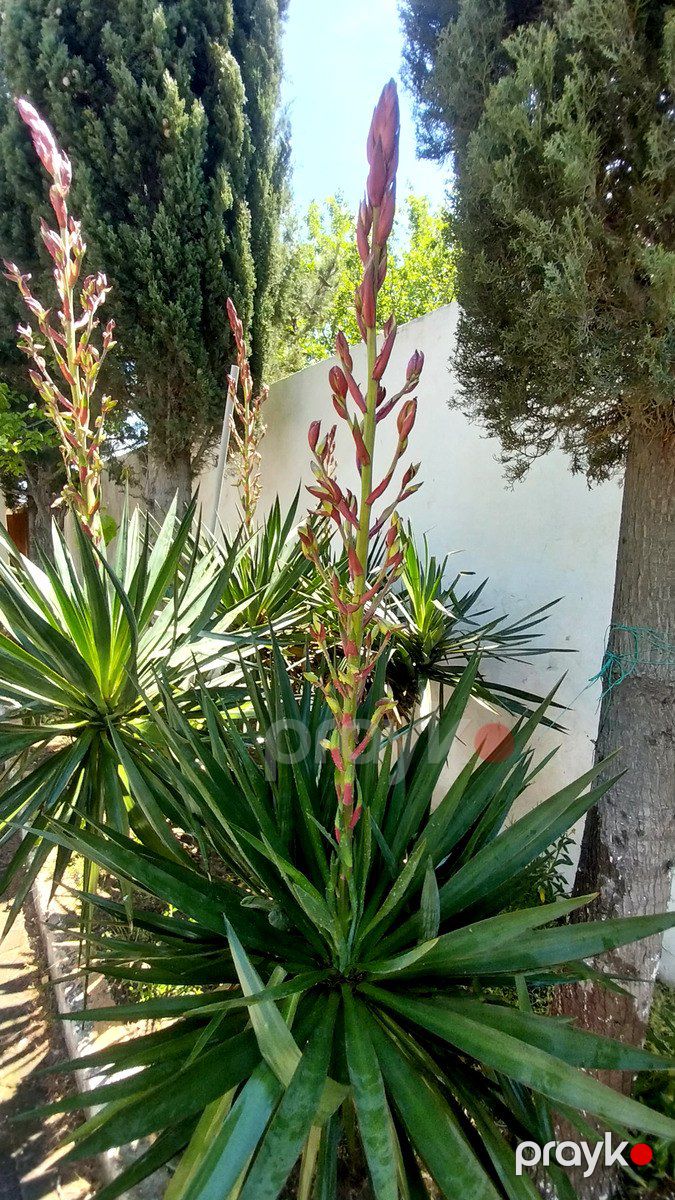 Satılır torpaq 24 sot — Torpaq, Bakı (8)