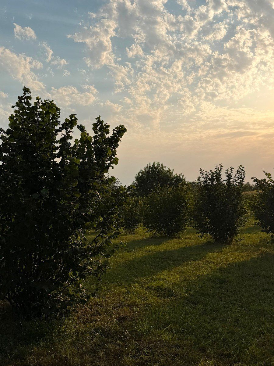 70 sot torpaq sahəsi, Zaqatala r. — Torpaq, Zaqatala (8)