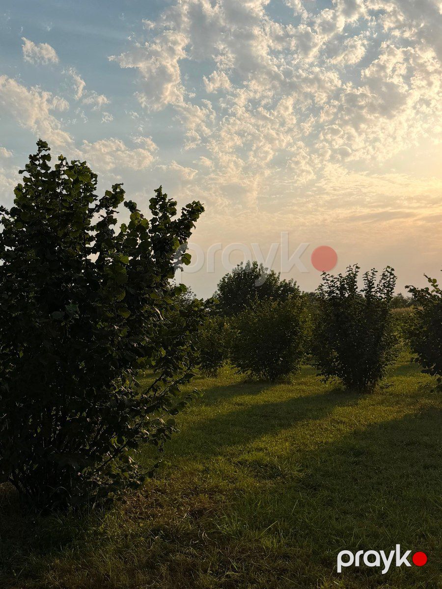 70 sot torpaq sahəsi, Zaqatala r — Torpaq, Zaqatala (8)