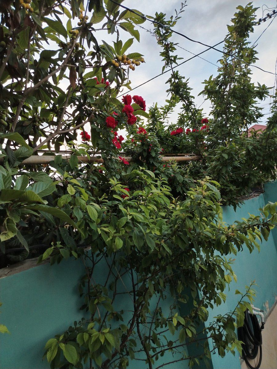 Satılır 3 otaqlı həyət evi/bağ evi 80 m² — Ev, villa, Bakı (6)