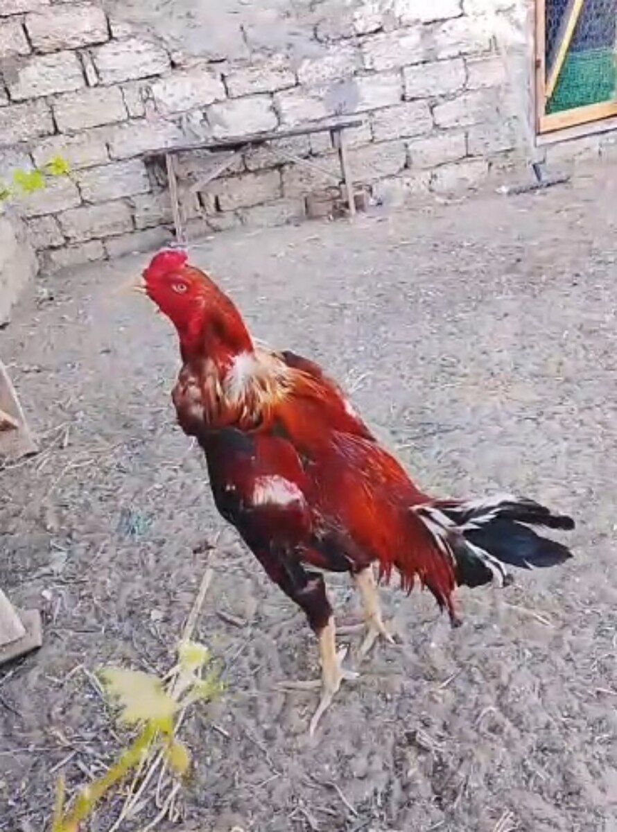 Heyratı xoruzu — Quşlar, Bakı (2)