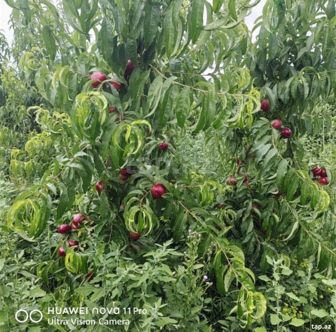 1.65 sot torpaq sahəsi, Xaçmaz r. — Torpaq, Xaçmaz