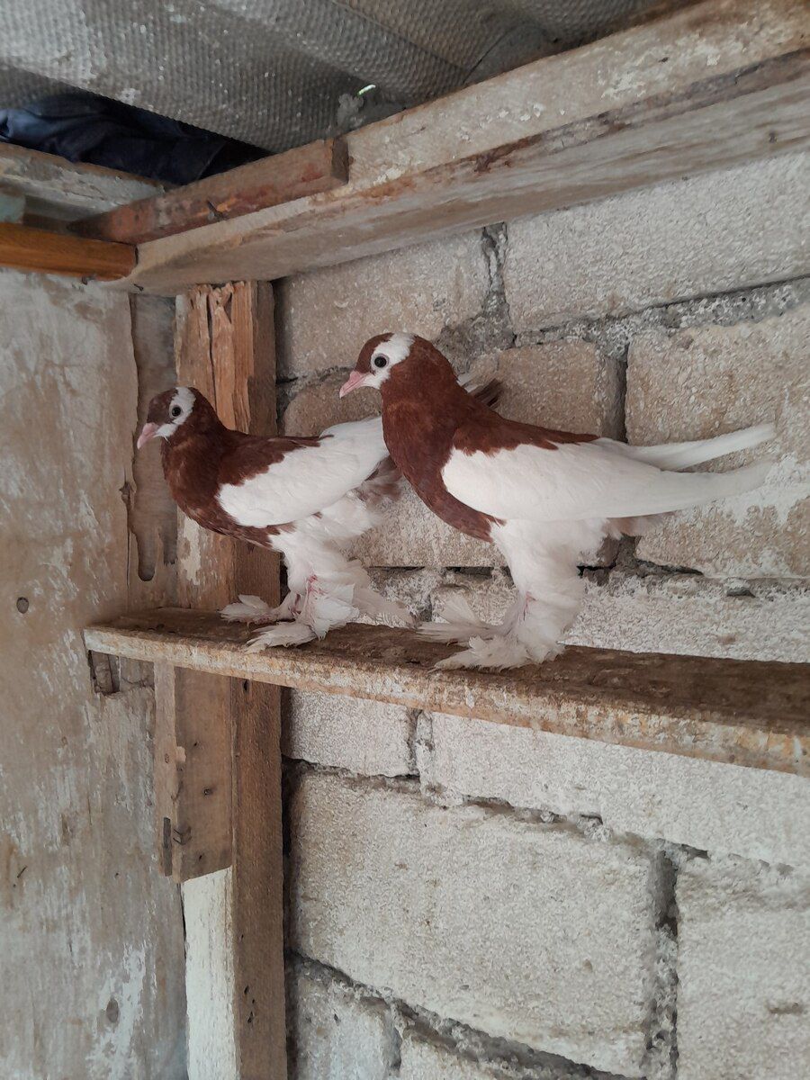 Göyərçin — Quşlar, Bərdə