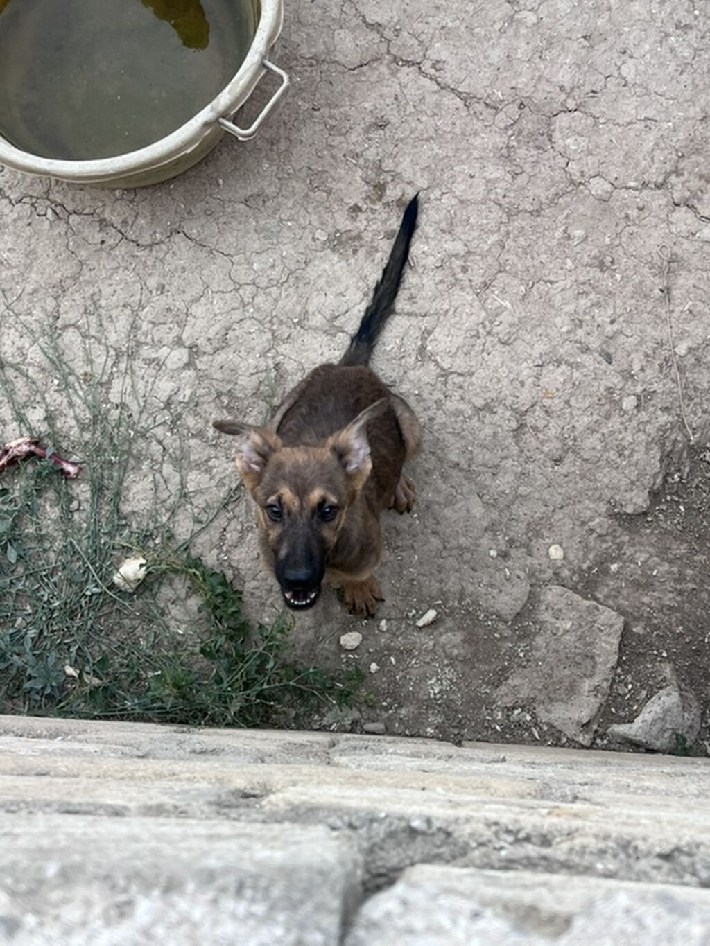 Alman çoban iti, 3 ay, Erkək, Peyvəndli — Heyvanlar, Xırdalan (7)