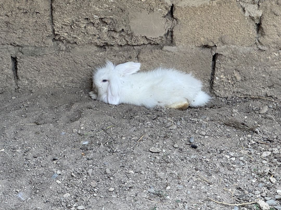 Dovşan sallaq qulaq — Dovşanlar, Bakı (11)