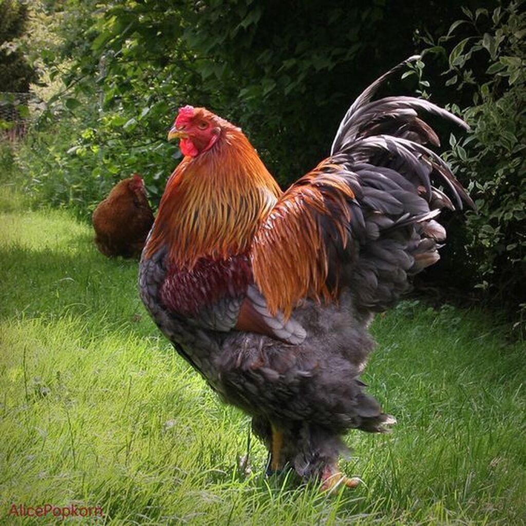 Brahma cinsi xoruz - İri, əzəmətli bədən quruluşu, yüksək boy və — Heyvanlar, Digah
