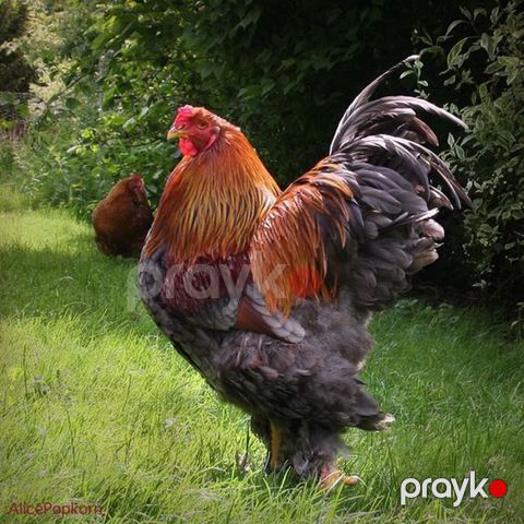 Brahma cinsi xoruz - İri, əzəmətli bədən quruluşu, yüksək boy və