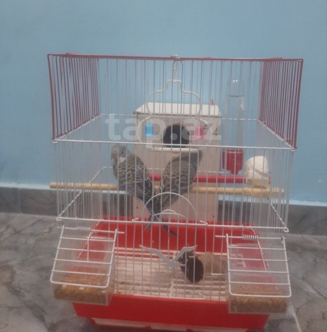 Tutuquşu — Quşlar, Sumqayıt (3)