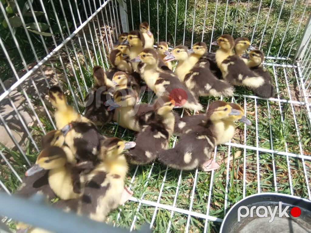 1 aylıq lal ördək balaları satılır.İçərisində macar,lavanda,krosnadar — Heyvanlar, Digah (4)