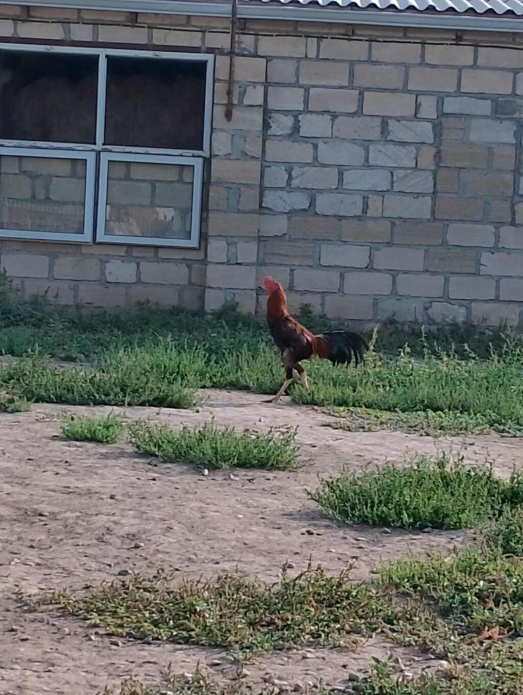 Səməni tonlu, qara quyruqlu doyuşgen xoruzu tecili satilir ve — Heyvanlar, Bərdə (3)