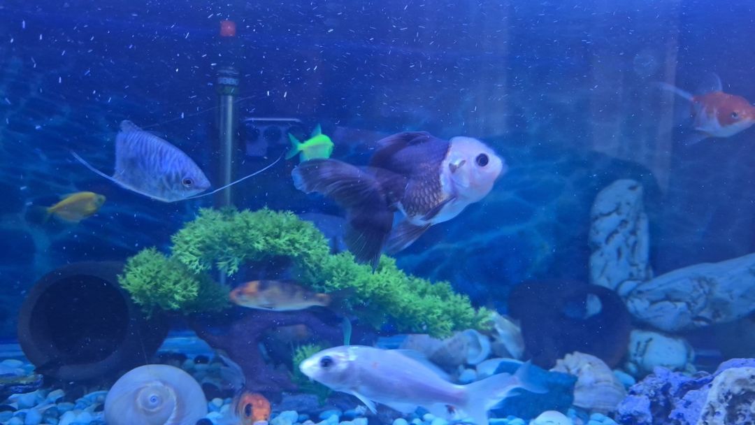 Akvarium 250 litr (23 balıq ilə birlikdə) — 1200 AZN — Akvariumlar və balıqlar, Sumqayıt (5)