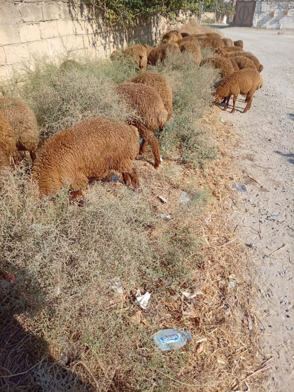 Qoyun sürüsü – yerli cins, qəhvəyi yunlu 39 quzudu biri 215 lə kom — Heyvanlar, Digah (2)