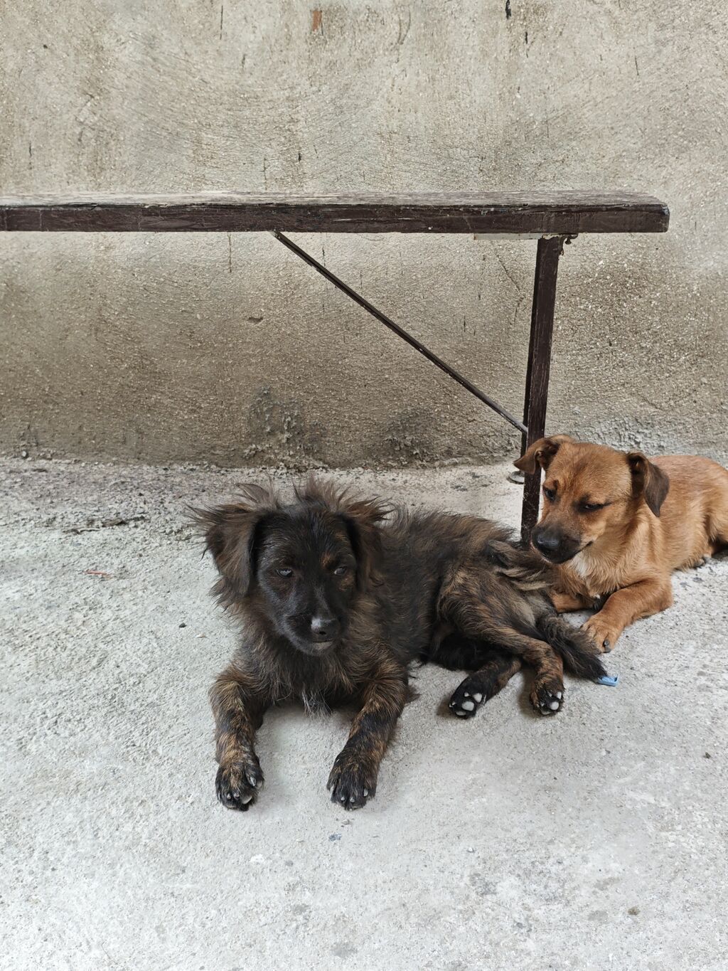 6 ay, Erkək, Ünvandan götürmə — Heyvanlar, Xırdalan (7)