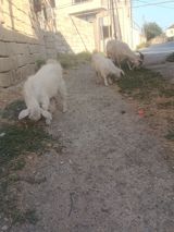 Keçilər — Ümid