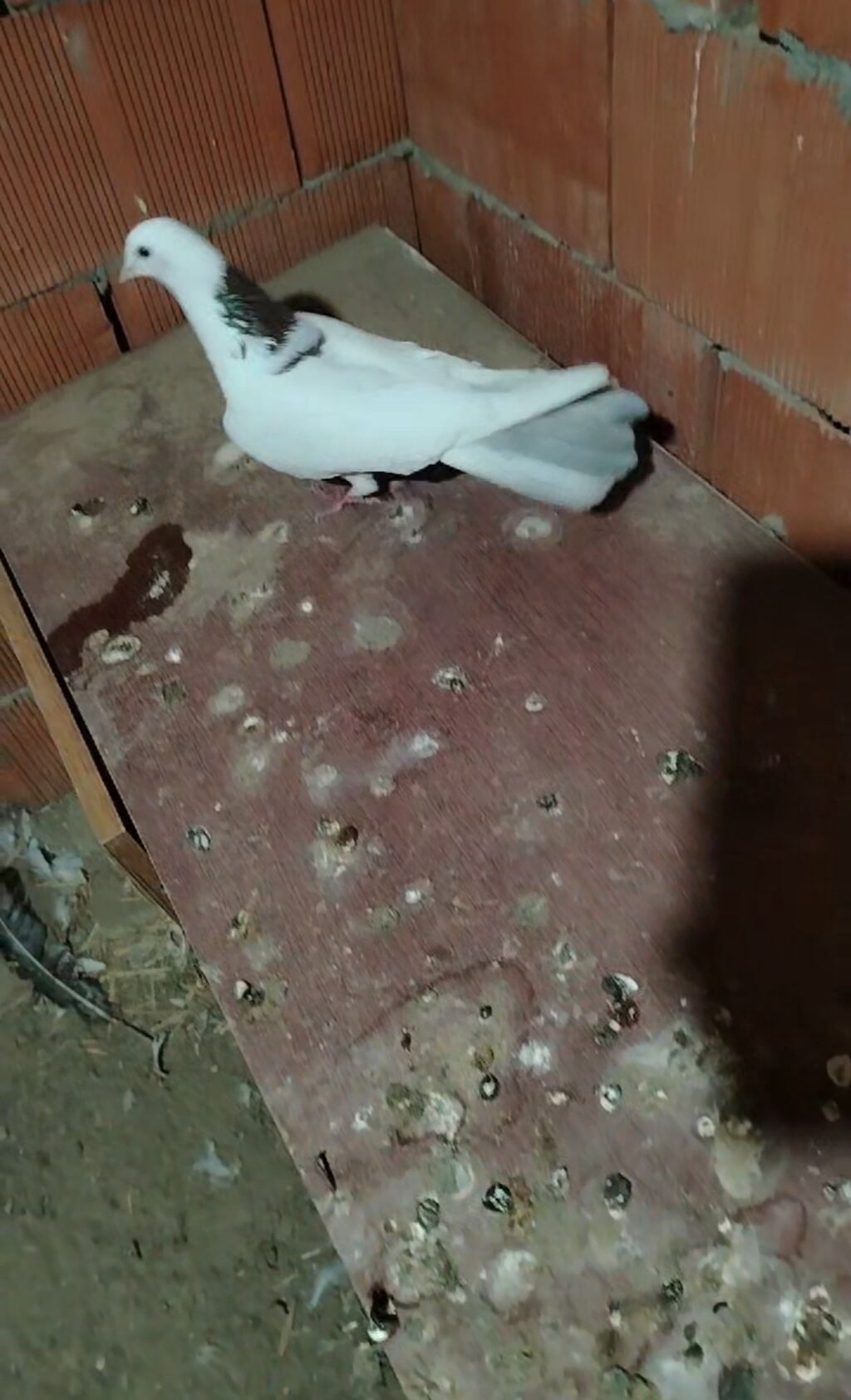 Tecili 2 dene tutulma qirmizi boynu gulu erkeyler cixdi satisa quslara