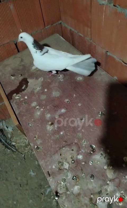 Tecili 2 dene tutulma qirmizi boynu gulu erkeyler cixdi satisa quslara