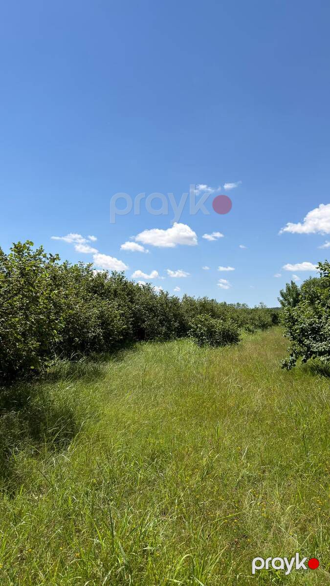 149.65 sot torpaq sahəsi, Qəbələ k — Torpaq, Qəbələ (3)