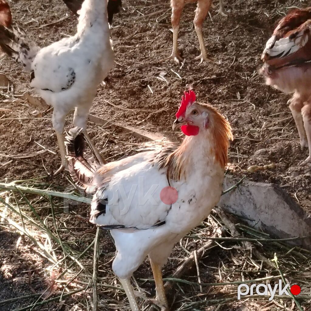 Qarışıq yerli toyuq və xoruz sürüsü - Cinslər: yerli qarışıq (ağ — Heyvanlar, Digah (8)